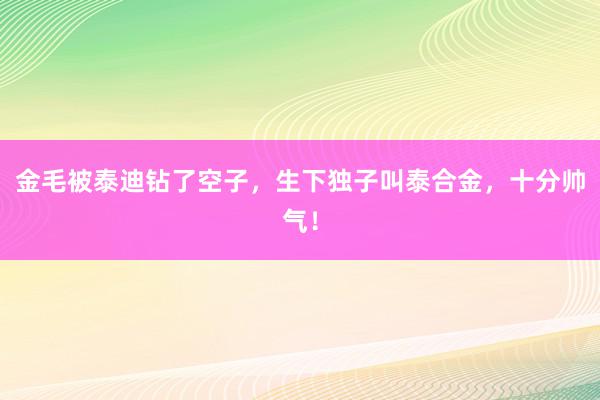 金毛被泰迪钻了空子，生下独子叫泰合金，十分帅气！